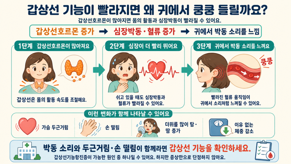 갑상선호르몬이 많아져 심장박동과 혈류가 빨라지고 귀에서 맥박 소리가 크게 느껴지는 과정을 쉽게 설명한 가로형 일러스트