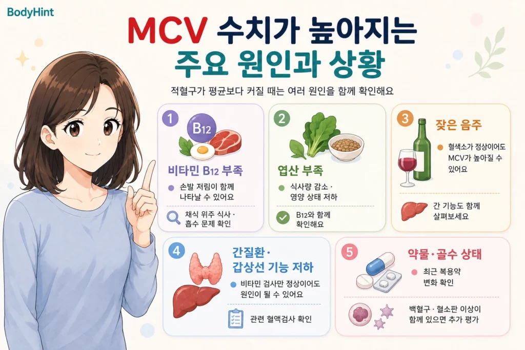 MCV 수치가 높아지는 주요 원인인 비타민 B12 부족, 엽산 부족, 잦은 음주, 간질환·갑상선 기능 저하, 약물·골수 상태를 대표캐릭터와 함께 정리한 안내 이미지