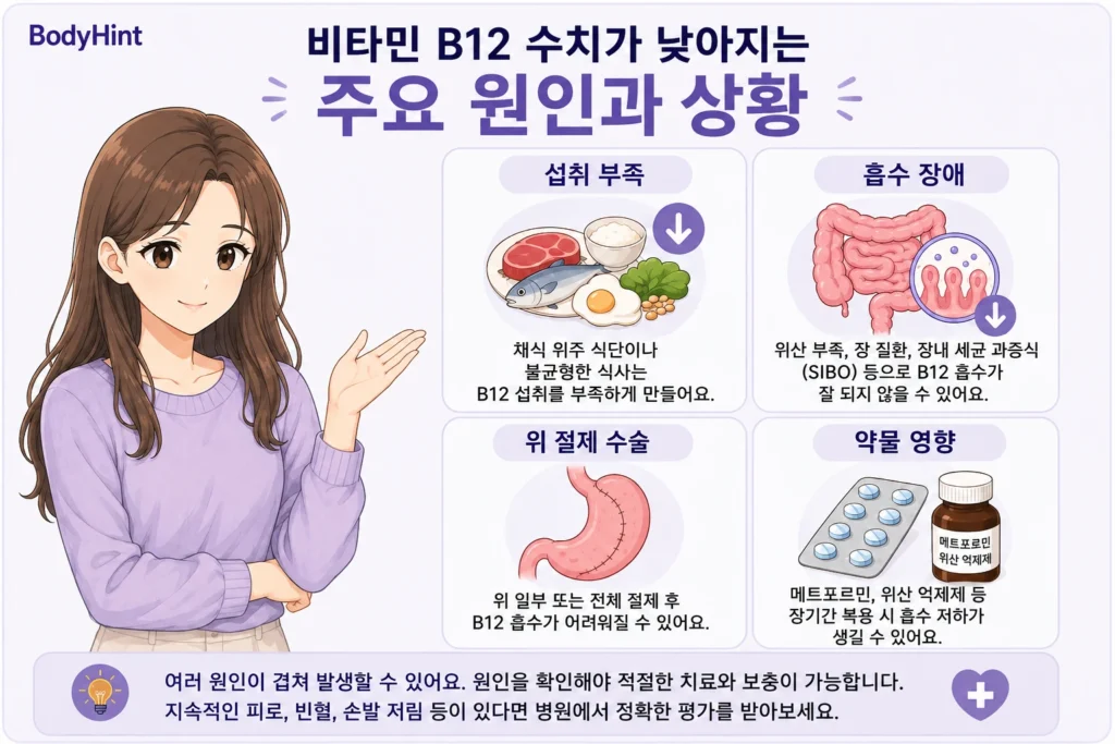 비타민 B12 수치가 낮아지는 섭취 부족, 흡수 장애, 위 절제 수술, 메트포르민·위산 억제제 같은 약물 영향을 보라색 니트 여성 캐릭터와 함께 정리한 이미지